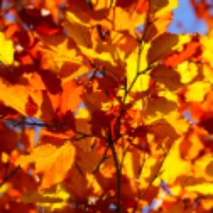 Meet your Posher, Tisha!